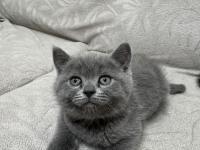 2 Aylık British Shorthair Yavrular