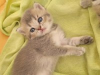 Çok Tatlış British Shorthair Yavrular Rezerveye Açık