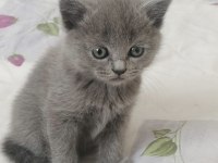 British Shorthair Ve Scottish Yavruları