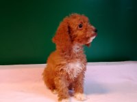 Kahverengi Toy Poodle Yavrularımız