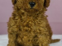 Red Brown Toy Poodle Bebeklerim