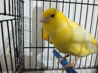 Erkek Malinua Kanarya 2023