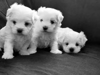 Sevimli Maltese Köpeği Yavrularımız