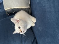 Ücretli Sahiplendirme Kedimiz