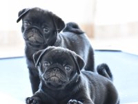 Siyah Pug Yavruları