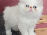 Teslime Hazır 50 Günlük Erkek Chinchilla Yavrular