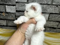 British Shorthair Dişi Bluepoint