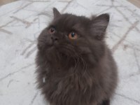 Çikolata Uzun Tüy Çok Özel Bir Yavru British Longhair