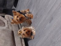 Saf Kan Orjinal Yorkshire Terrier Yavrular