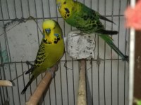 Jumbo Muhabbet Kuşu Çift