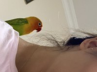 Cennet Sevda Papağanı