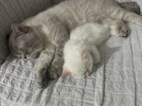 Minik Erkek British Shorthair Uygun