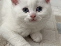 British shorthair yavru kedimiz