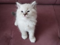 45 Günlük Orjinal Ragdoll Yavruları