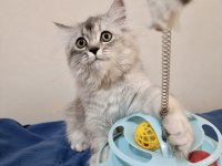 Safkan Chinchilla Yakışıklı Oğluşum