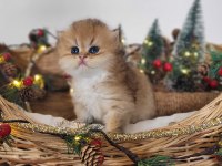 Hatay British Longhair Yavrular