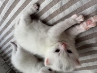 19.04.2025 Doğumlu Scottish Fold Yavrular