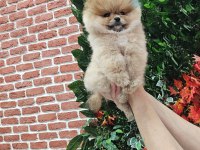Pomeranian Boo Yavru Köpekler