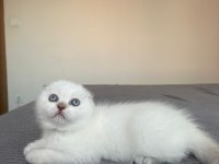 Güzeller Güzeli Scottish Fold Kedimiz Yeni Yuvasına Gitmeyi Bekliyor