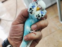 Mutasyon Vasıflı Show Jumbo Yavrular