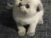 Safkan British Shorthair Yavrularım Yeni Yuva Arıyor