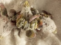 Muhabbet kuşu yavrularımız