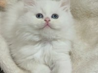 Pofuduk surat british longhair