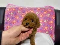 Teacup Mikro Maltipoo