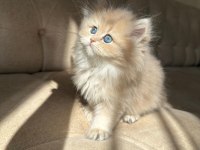 Sevmeye Doyamayacağınız O Bebek Kedimiz