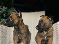 K9 ırkı polis köpeği yavrular