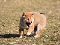 Minyatür Shiba İnu Orange Yavru