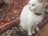 1 buçuk yaşında dişi ankara kedisi