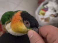 Full Evcil Caique Kayık Papağan