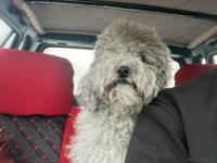 3 Yaşında Dişi Silver Poodle