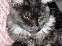 Anne Baba Scr Kayıtlı Maine Coon Yavru Kediler