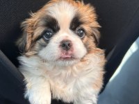 2 aylık pekinez yavrusu