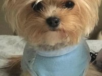 Teacup Mini Yorkshire Terrier