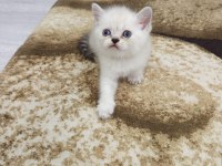 Sevimli British Shorthair Bebişler
