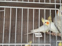 Sultan Papağanı Ev Üretimi