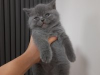 2 aylık british shorthair erkek yavru