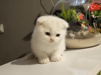 Böyle Scottish Fold Güzeli Daha Önce Görülmedi