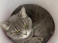 Dişi british kedimiz gri