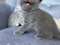 Blue Point Dişi Yavru British Shorthair