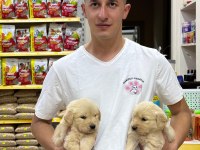 Golden Retriever Adrese Teslim Ve Kapıda Ödeme Mevcut