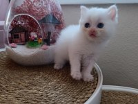 Safkan Yavru Kedilerimiz