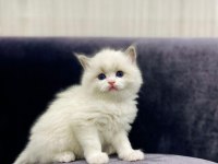 Ragdoll Safkan Anne Babadan A Kalite Yavrular