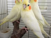 Lutino %100 Ev Üretimi El Besleme Sultan Papağanı Bebekler