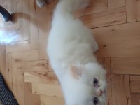 Güzel İran Kedisi Kızımız