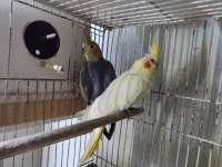 Sultan papağanları