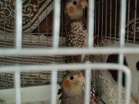 Yeme düşmüş sultan papağanları